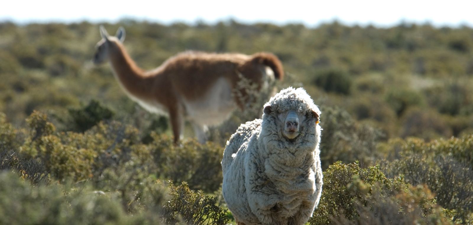 Ovejas en la Patagonia